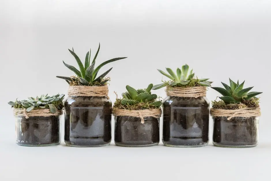 Pot tanaman hias dari botol dan kaleng bekas hasil DIY